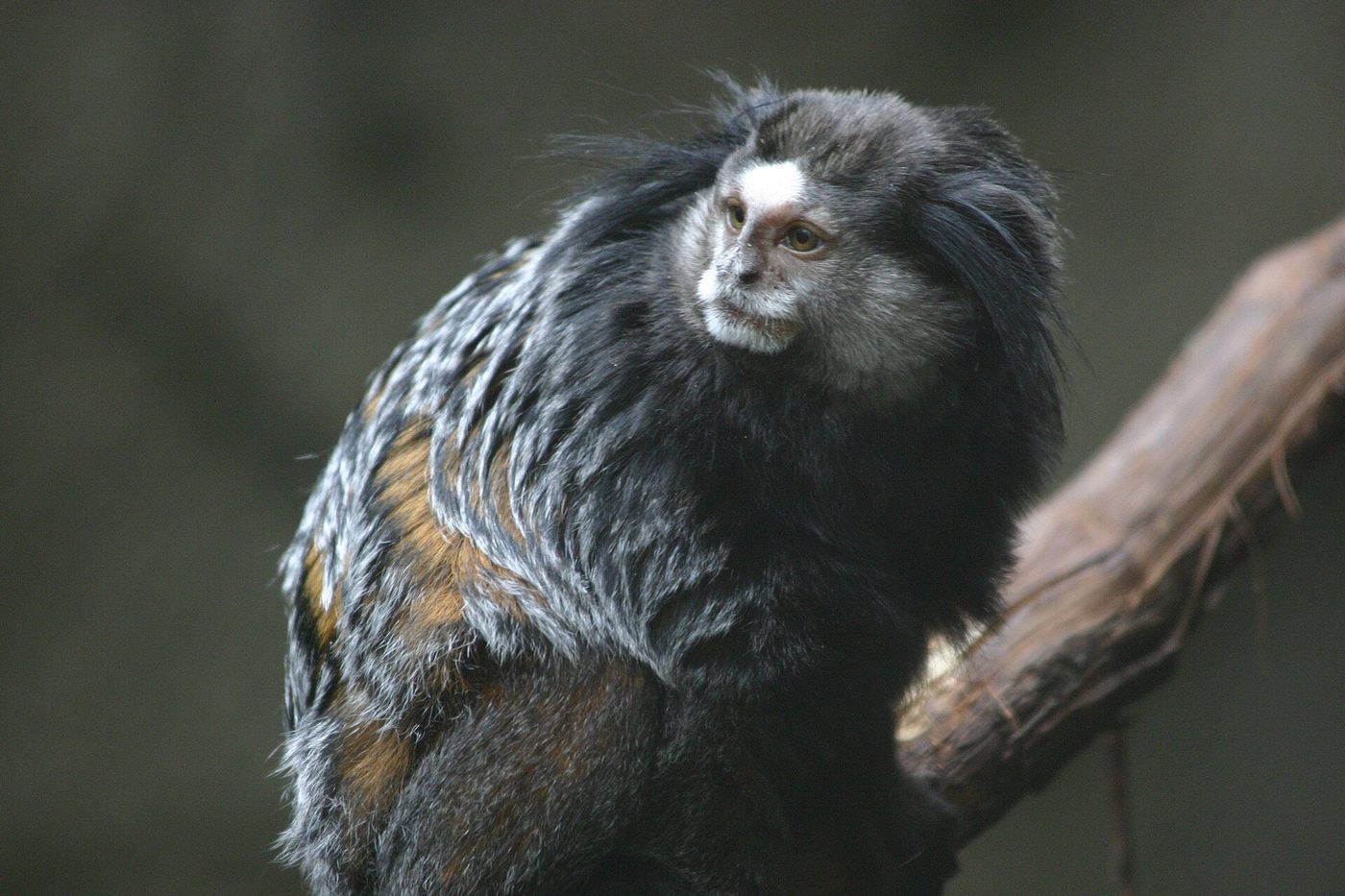 Blank Park Zoo in south Des Moines